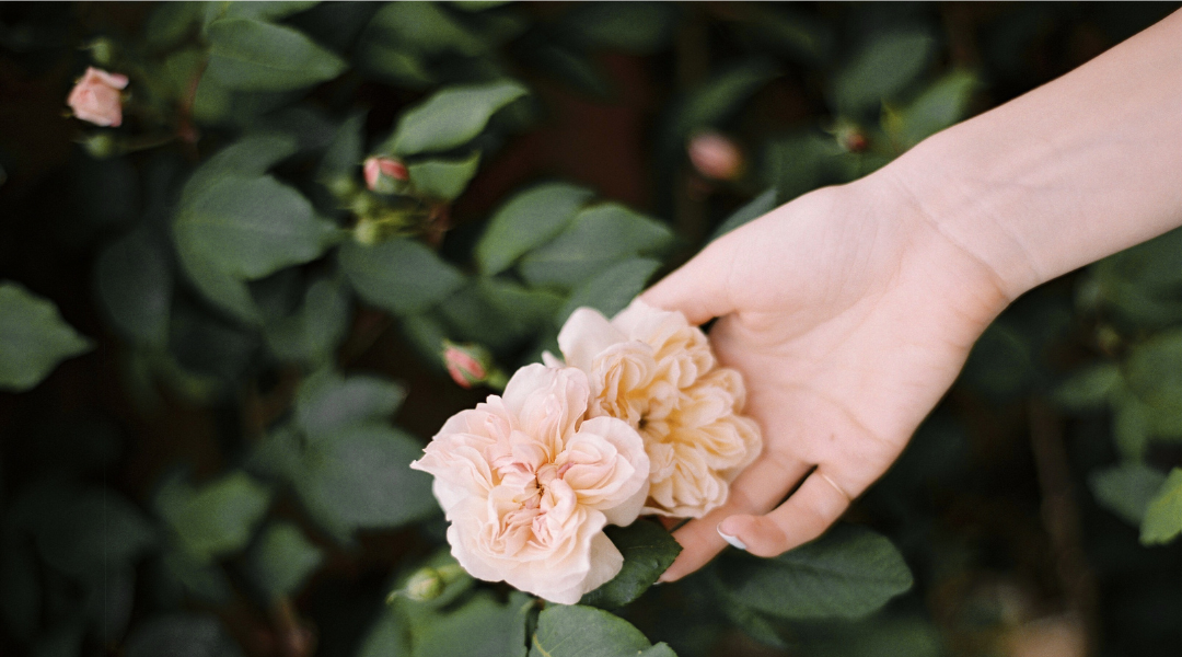 G&S rose