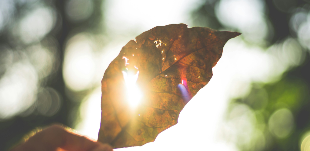 close photo of a leaf with holes in it where light is shining through. Photo credit: Kaique Rocha