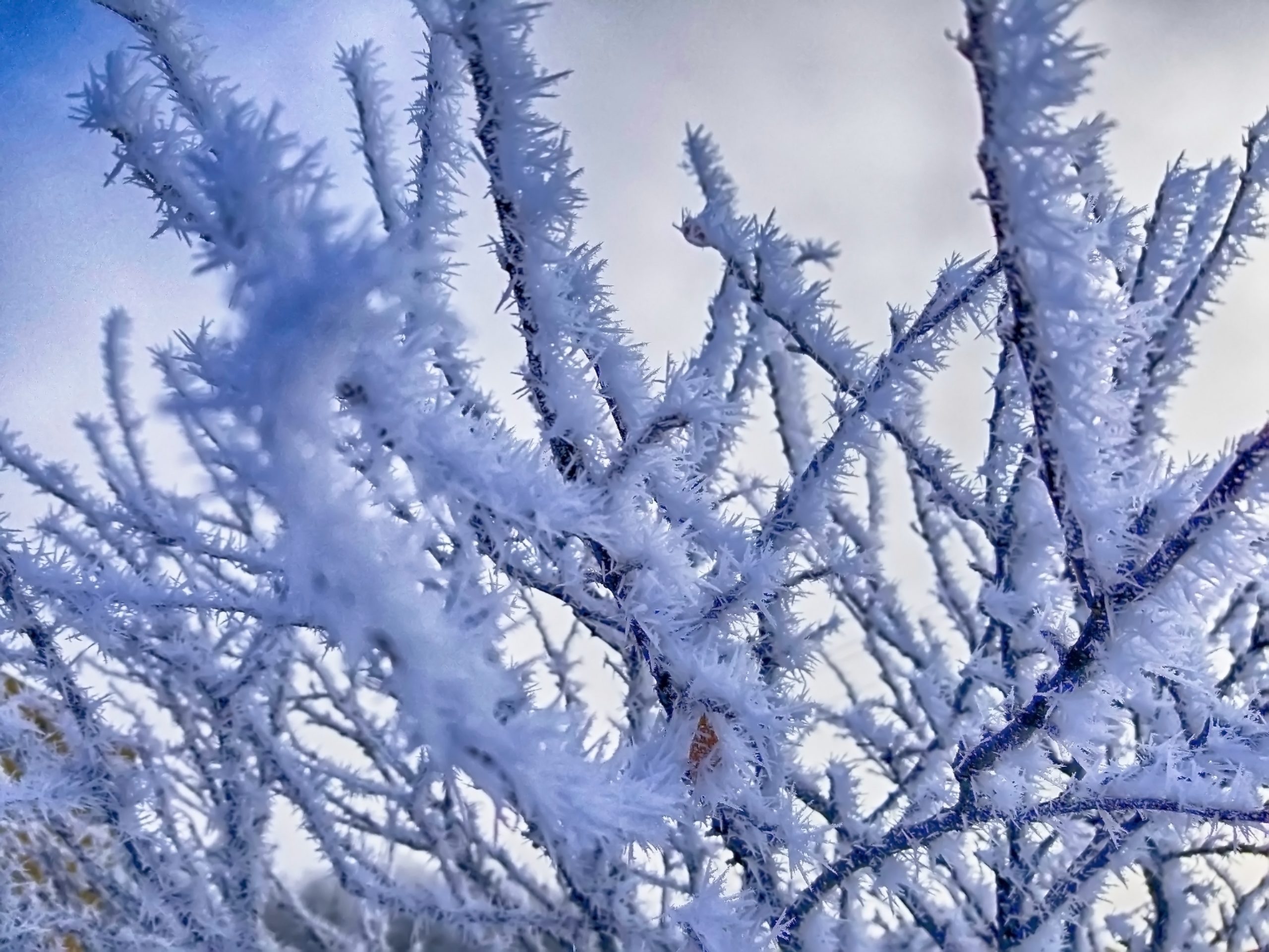 Frozen Texas